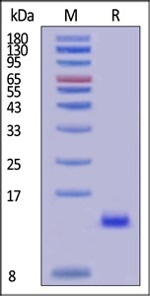 GMP-grade human BMP-4 / BMP2B protein