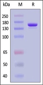 GMP-grade GENPower™ NLS-Cas9 nuclease