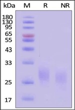 GMP GM-CSF Proteins