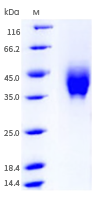 IFN-γ: A therapeutic target for cancer therapy