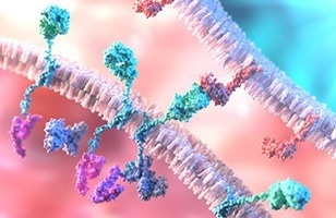A novel rabbit MonoRab technology
