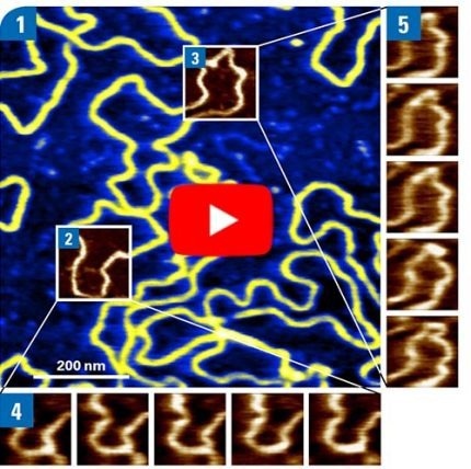 NanoRacer High-Speed AFM