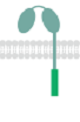 Potentiated CD16 activated ADCC CAR-NK cells