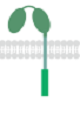 Potentiated CD16 activated ADCC CAR-NK cells