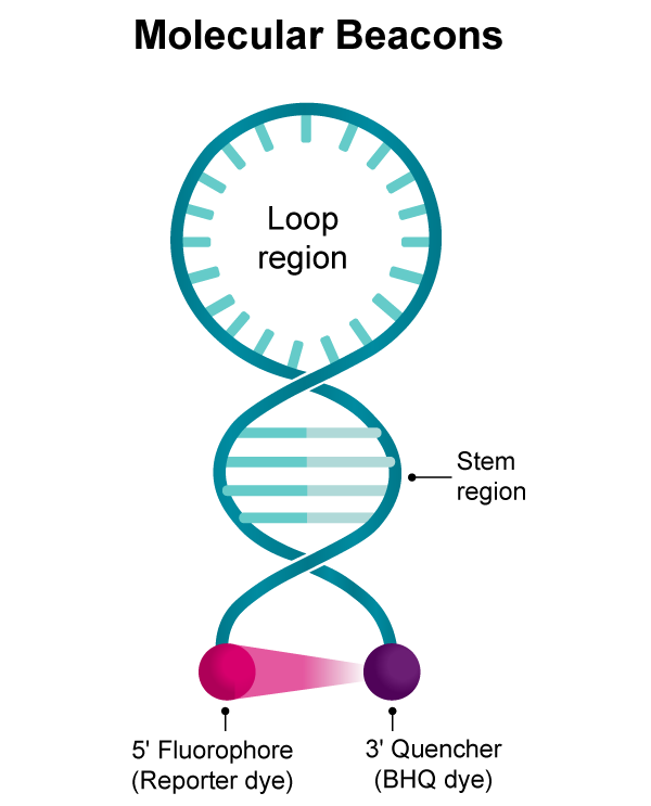 Molecular Beacon Probes