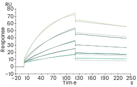Affinity kinetic analysis of Humanizied VHH 2 (Biacore). I