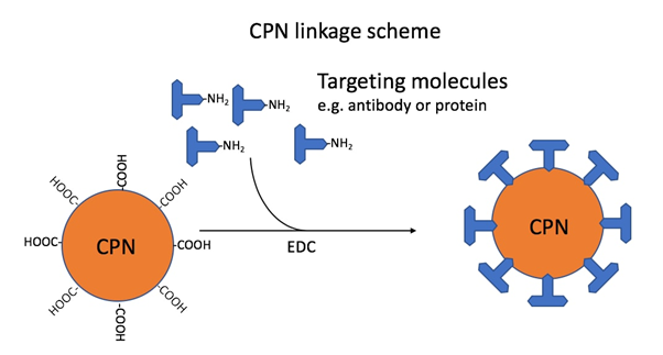 Conjugated Polymer Nanoparticles – Features, products and applications