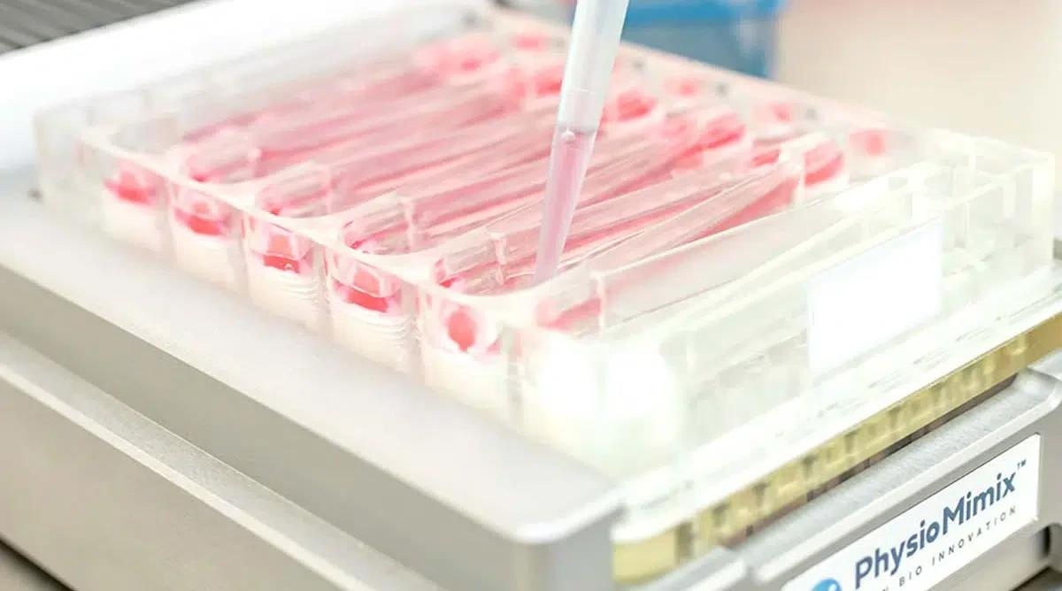 Drug-induced liver injury (DILI) in vitro services to predict human hepatotoxicity