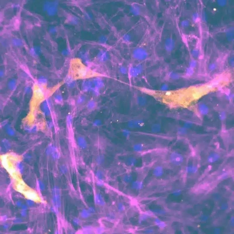 Drug absorption