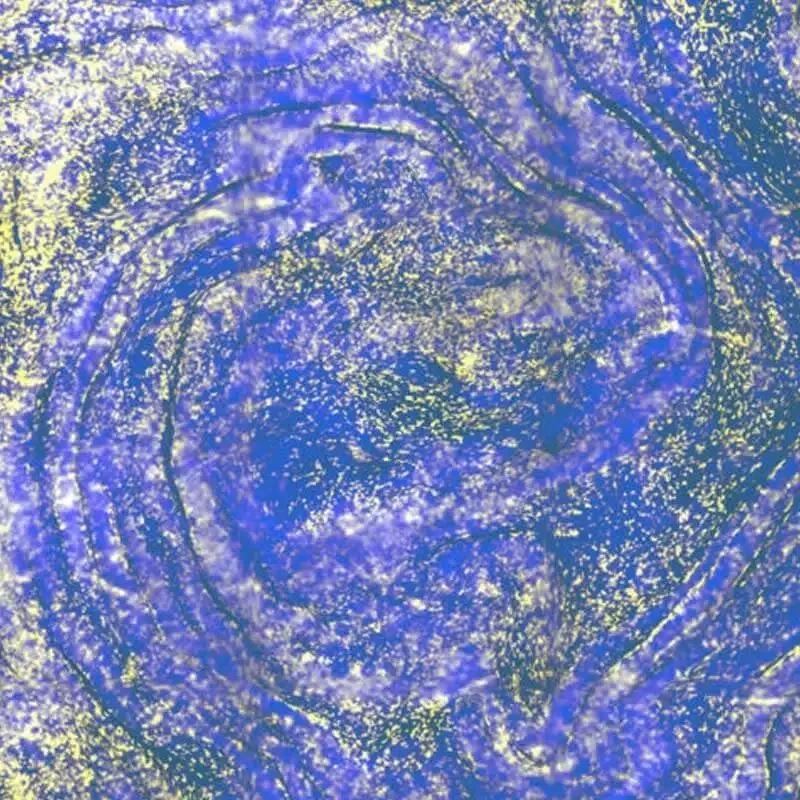 drug metabolism
