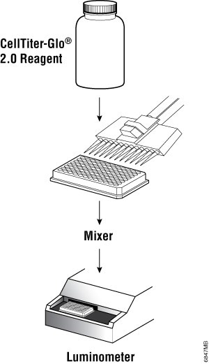 CellTiter-Glo® 2.0 Cell Viability Assay for for fast, easy, everyday use
