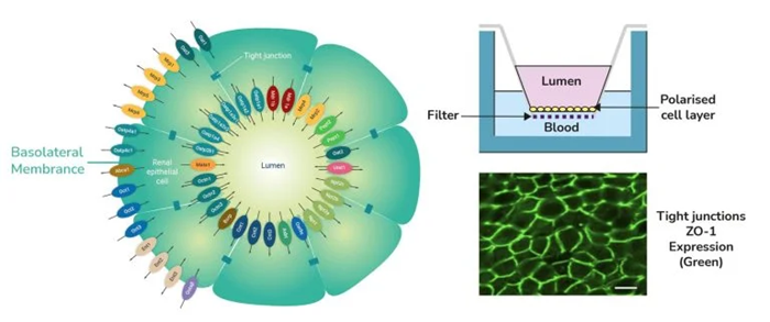aProximate proximal tubule cell (PTC) model. Schematic diagram of aProximate PTCs showing the expression of all key renal transporters (left) and the formation of tight junctions as shown by ZO-1 tight junction protein labelling (bottom right). Diagram of Transwell plates demonstrating the aProximate model: PTCs grown on filters remain fully differentiated as a polarised cell layer (top right)