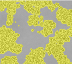 Cell Proliferation
