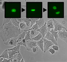 Cell Monitoring