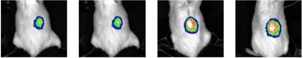 Newton 7.0 for cutting edge imaging