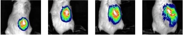Newton 7.0 for cutting edge imaging