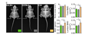 iNSiGHT DXA for preclinical research