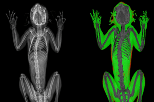 Marmosets