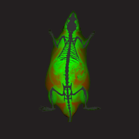 Color Image - Rat