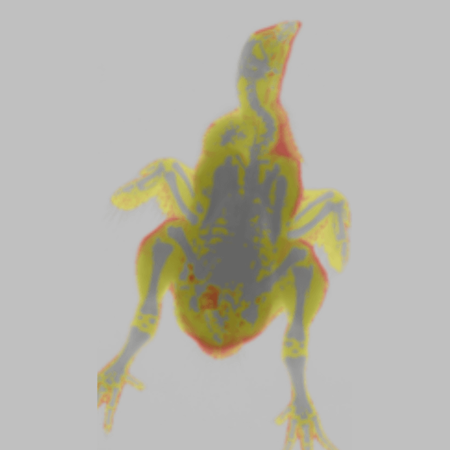 Chicken Color Image