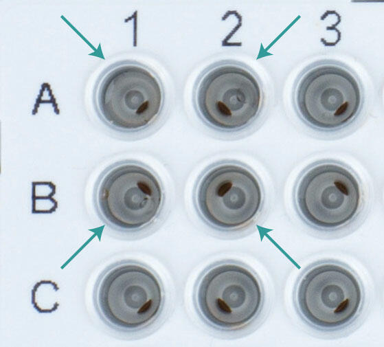 Streamlining magnetic bead purification with the MAG and HEATMAG