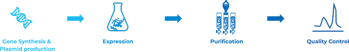 CRISPR/Cas protein production made easy