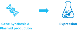 CRISPR/Cas protein production made easy