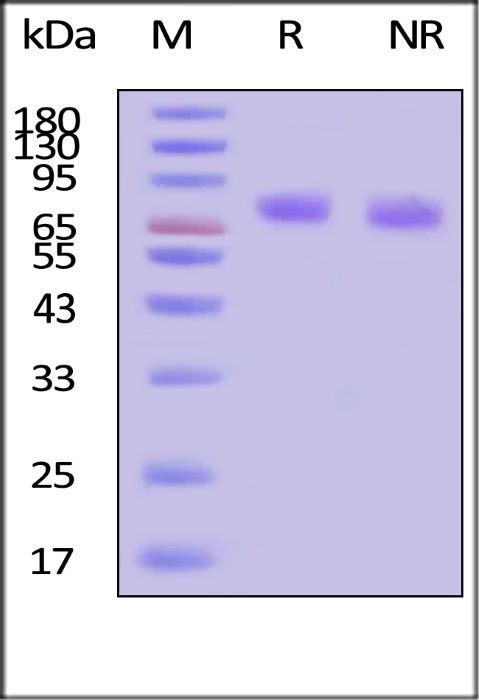 Thrombopoietin protein