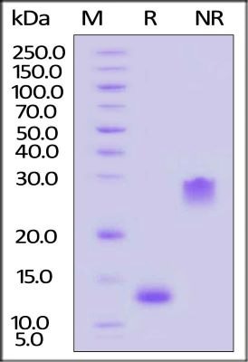 PDGF-BB protein