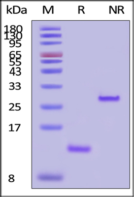 TGF-Beta 1/TGFB1 protein