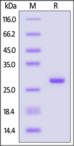 GENIUS™ nuclease