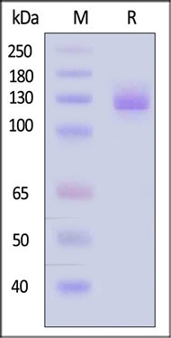 Human VCAM-1 proteins