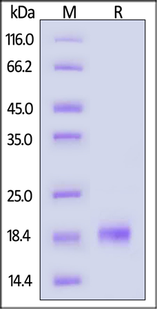 Human IL-4 protein (GMP-grade)