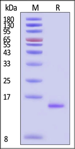 Liquid GMP-grade human IL-2 protein