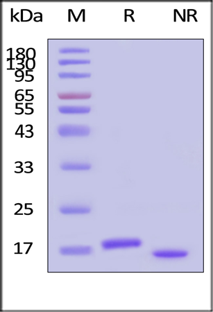 Therapeutic-grade GMP human IL-10 protein