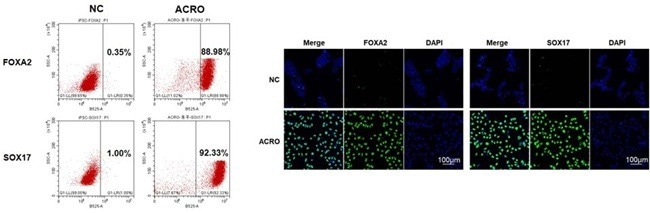 GMP-grade human activin A / INHBA protein for therapeutic use