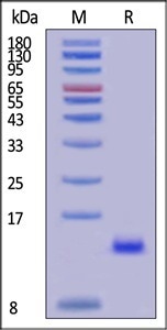 GMP-grade human BMP-4 / BMP2B protein
