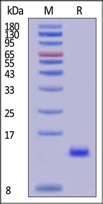 GMP-grade human BMP-4 / BMP2B protein