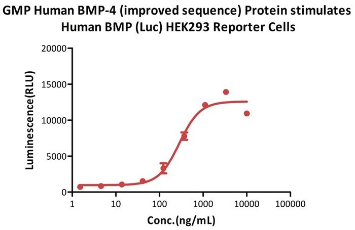 GMP-grade human BMP-4 / BMP2B protein