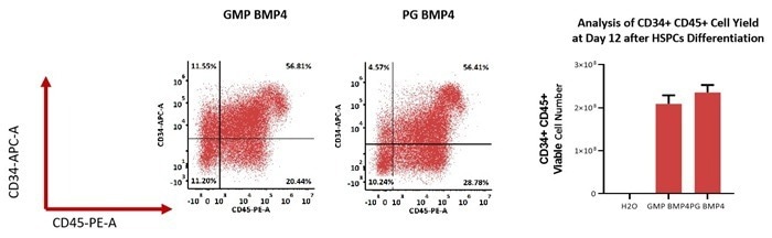 GMP-grade human BMP-4 / BMP2B protein