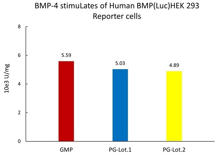 GMP-grade human BMP-4 / BMP2B protein