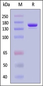GMP-grade GENPower™ NLS-Cas9 nuclease