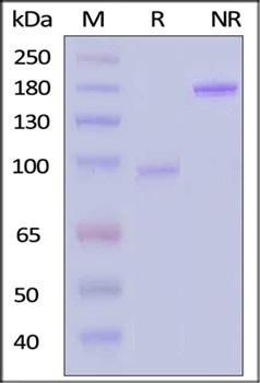 Recombinant Human 4-1BB Ligand Protein with Fc Tag (GMP Grade)