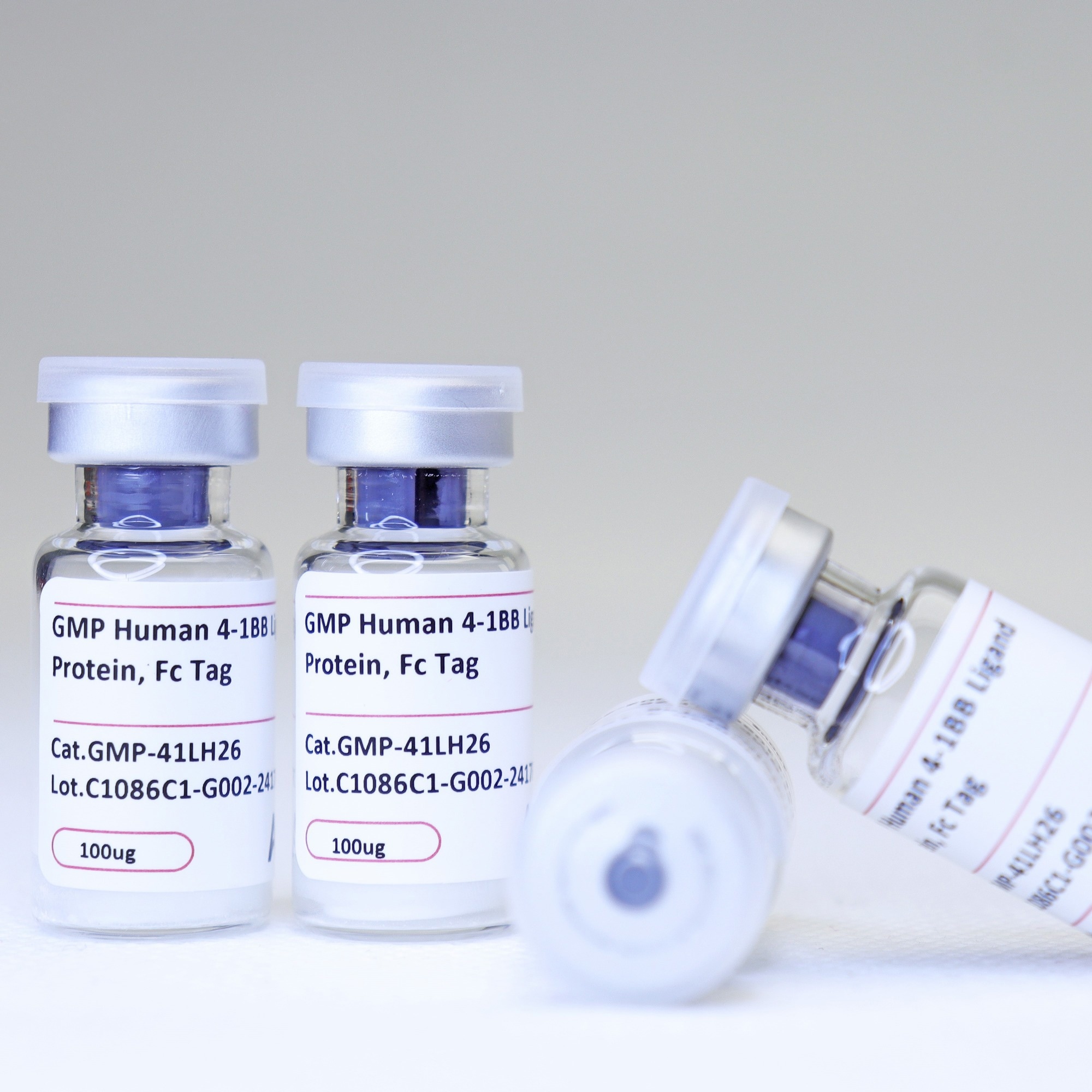 Recombinant Human 4-1BB Ligand Protein with Fc Tag (GMP Grade)