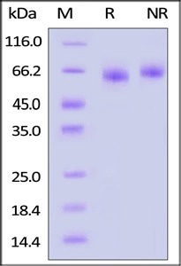 GMP-grade biotinylated human DLL4 protein
