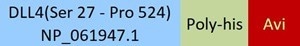 GMP-grade biotinylated human DLL4 protein