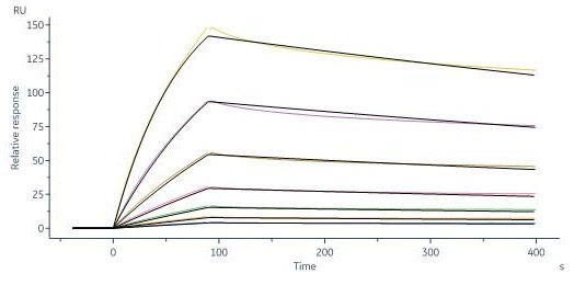 GMP-grade biotinylated human DLL4 protein