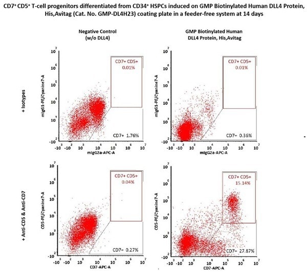 GMP-grade biotinylated human DLL4 protein