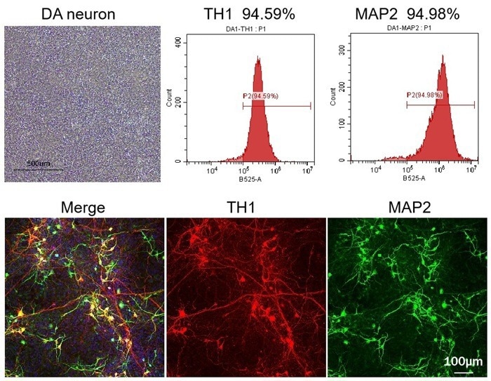 The mRNA expression of pluripotent stem cell markers (Oct4, Nanog) was higher in Acro than in company R and company P. Right: When FGF basic (35 μg/mL) is added into the culture media (StemSure hPSC medium) for iPSC, the cells remain high expression of pluripotent (Oct4+ or Nanog+; pink) markers.