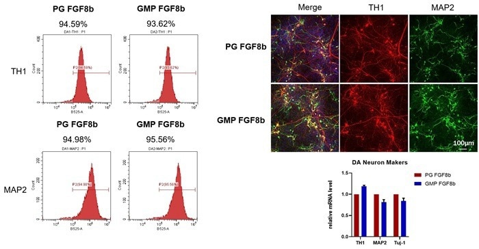 GMP-grade human FGF-8b protein